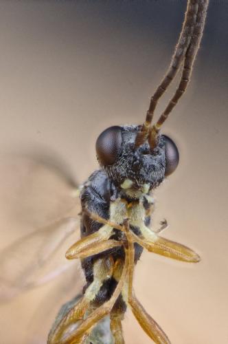 Lysibia sp.